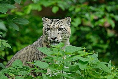 国产赛博朋克游戏《生死轮回》NVIDIA技术演示